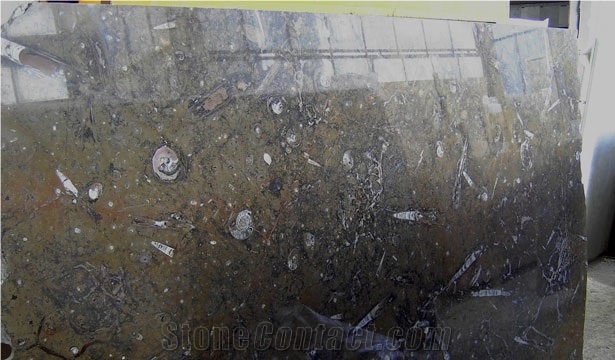 Fossile Marrone - Fossil Brown Marble Slabs