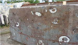 Macrofossil - Grand Fossil Macrofossil - Grand Fossil