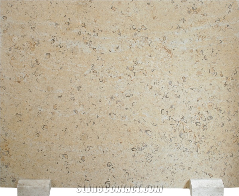 Jerusalem Golden Shell Slabs, Tiles - Golden Shell A55
