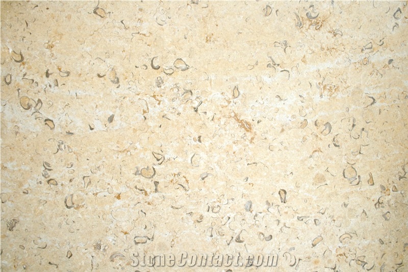 Jerusalem Golden Shell Slabs, Tiles - Golden Shell A55