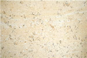 Jerusalem Golden Shell Slabs, Tiles - Golden Shell A55