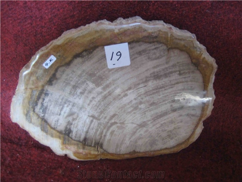 Petrified Wood Drink Coasters