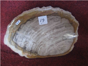 Petrified Wood Drink Coasters Petrified Wood Drink Coasters