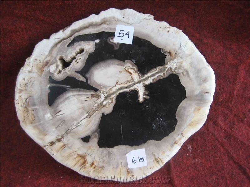 Petrified Wood Drink Coasters