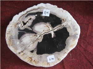 Petrified Wood Drink Coasters