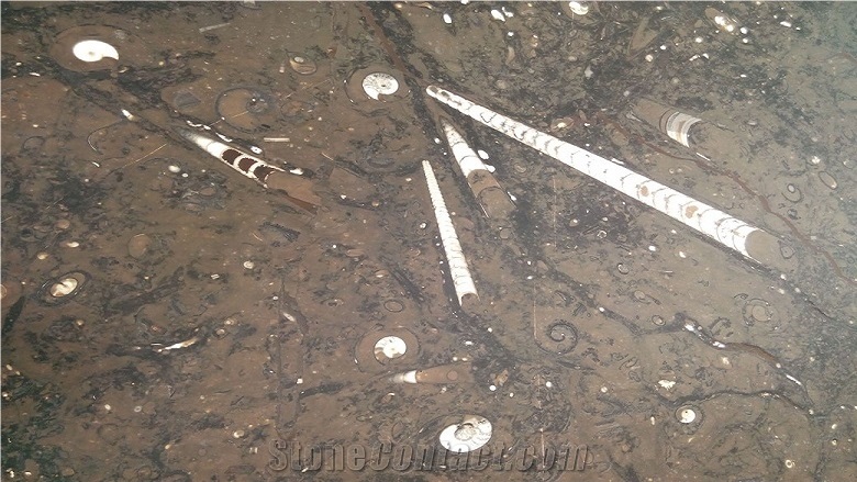 Fossile Marrone - Fossil Brown Marble Slabs