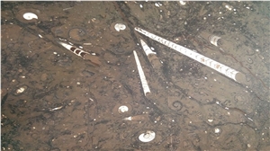 Fossile Marrone - Fossil Brown Marble Slabs