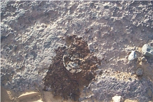 Macrofossil - Grand Fossil