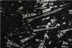 Fossil Nero Slabs, Fossil Black Limestone Tiles & Slabs