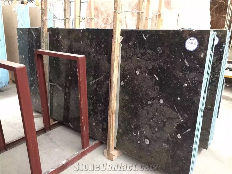 Fossil Nero Slabs, Fossil Black Limestone Tiles & Slabs