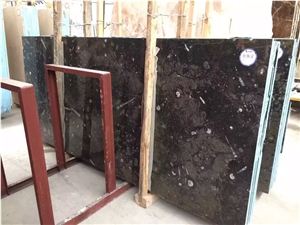 Fossil Nero Slabs, Fossil Black Limestone Tiles & Slabs