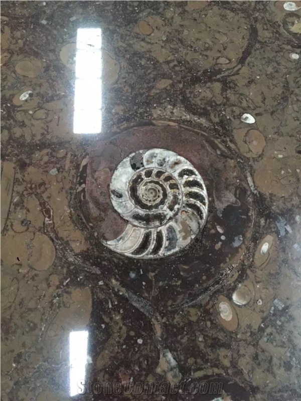 Fossil Nero Slabs, Fossil Black Limestone Tiles & Slabs