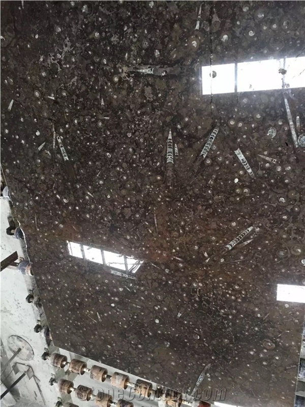 Fossil Nero Slabs, Fossil Black Limestone Tiles & Slabs