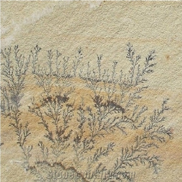 Fossil Mint Sandstone