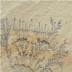 Fossil Mint Sandstone