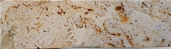 Fossil Shell Stone, Coral Stone
