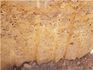 Fossil Shell Stone, Coral Stone