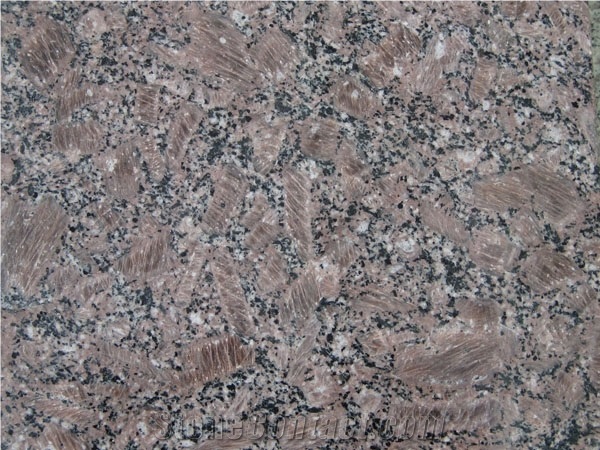 Chinese Cafe Bahia Granite,Fine Pearl,Coffe Bahia,Coffee Brown, China Brown Granite Slab, Natural Stone, Building Stones, Wall Cladding Tiles, Interior Stones, Decorations, Facades, Mushroom Wall