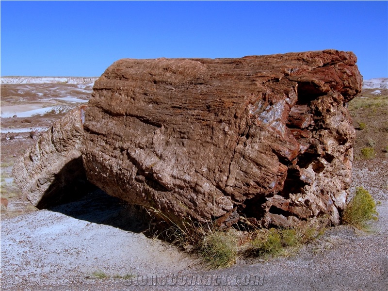 Petrified Wood