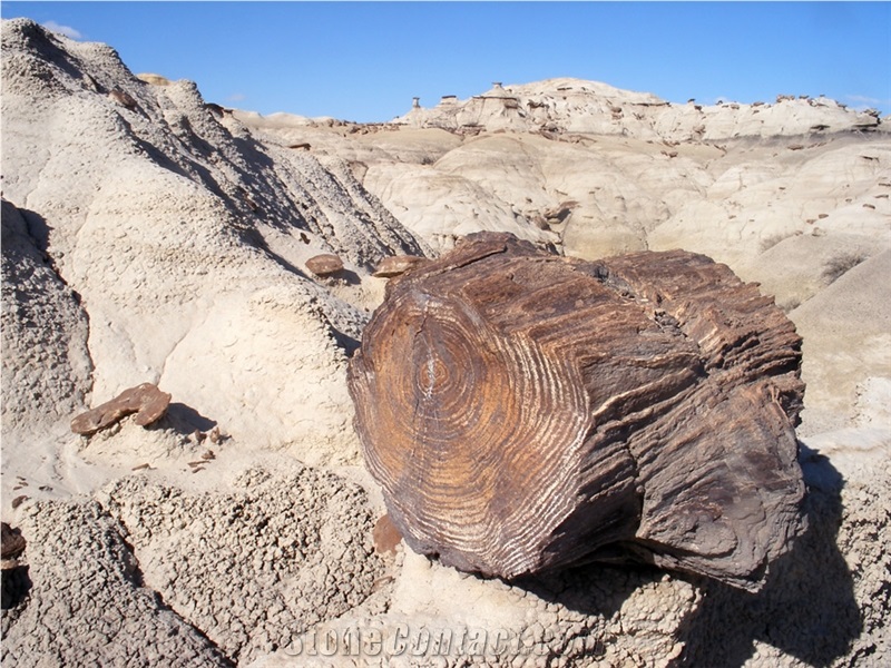 Petrified Wood