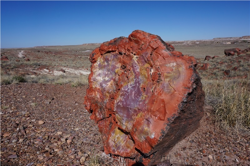 Petrified Wood