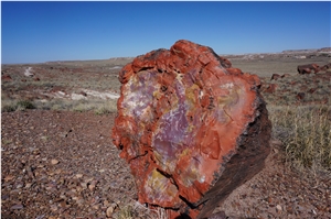 Petrified Wood