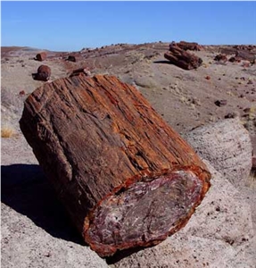 Petrified Wood