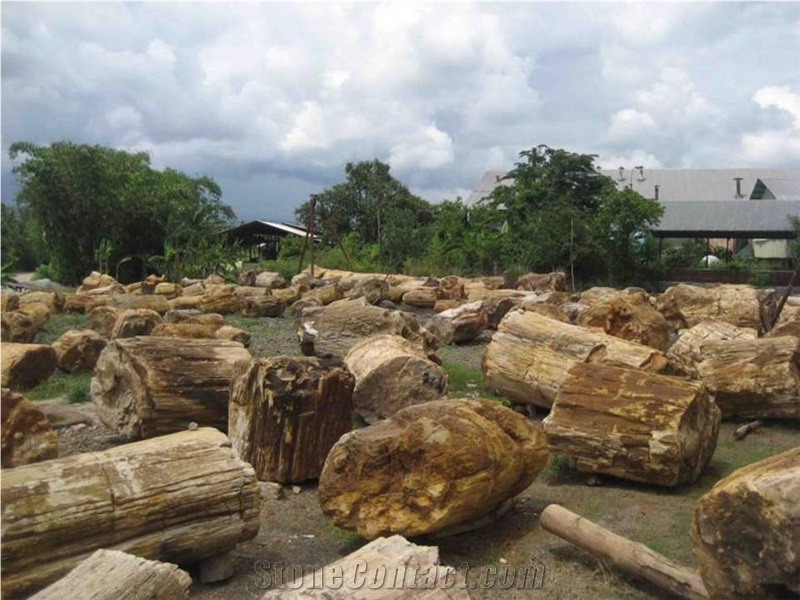 Petrified Wood