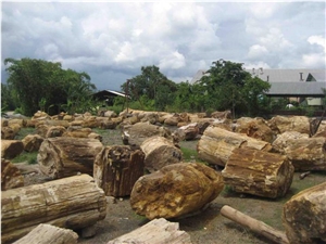 Petrified Wood
