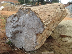 Petrified Wood