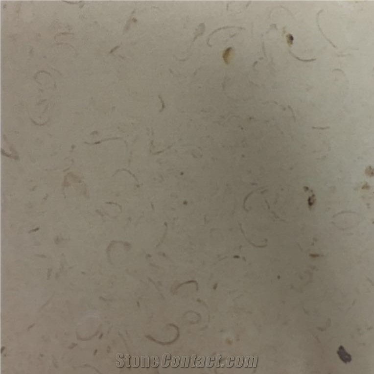 Coquina Shellstone Limestone Slabs Tiles Mexico