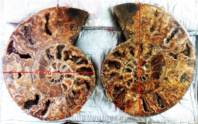 Ammonites