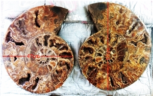 Ammonites