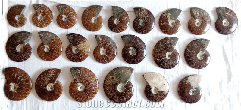 Ammonites