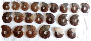 Ammonites