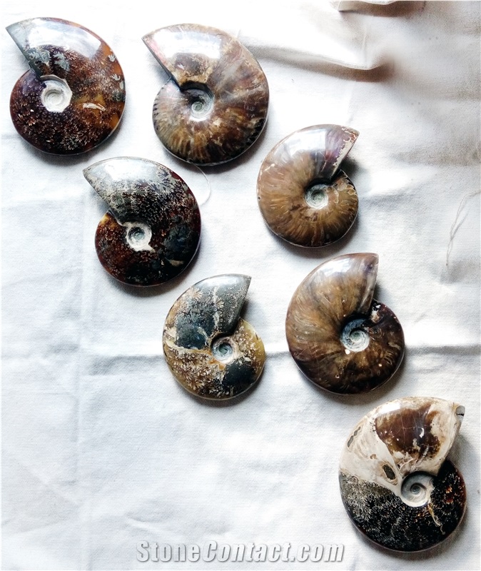 Ammonites