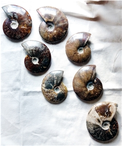 Ammonites