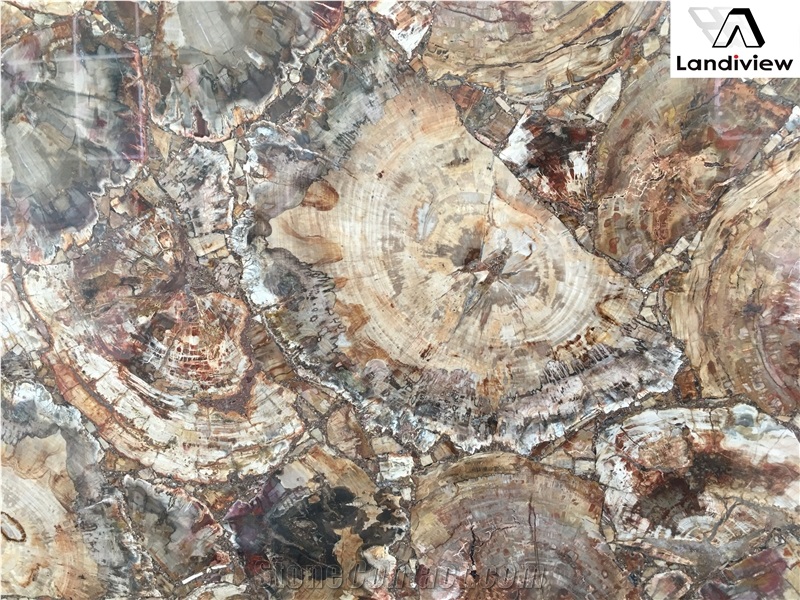 Brown Petrified Wood Slabs, Semiprecious Stone Slabs
