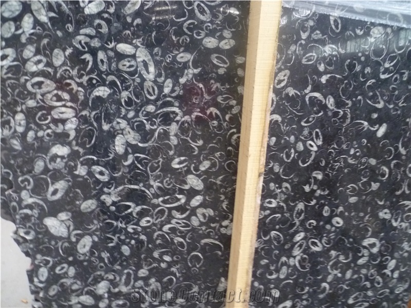 China Black Seashell Flower Marble Tiles & Slabs, Peacock Eye Marble Slabs, Sea Shell Polished Marble Slabs