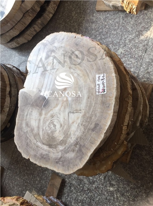 Petrified Wood Growth Ring Texture Slab for Table Top and Surface