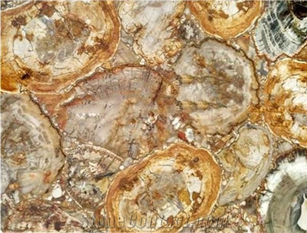 Petrified Wood Semiprecious Stone Tiles Slabs