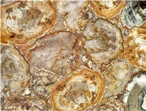 Petrified Wood Semiprecious Stone Tiles Slabs
