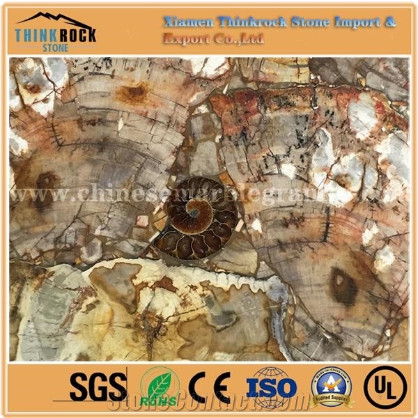 Petrified Wood Semiprecious Stone Tiles Slabs