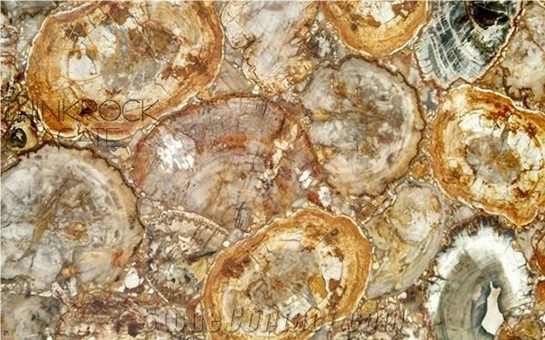 Polished Petrified Wood Semiprecious Stone Slabs