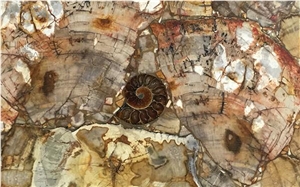 Polished Petrified Wood Semiprecious Stone Slabs