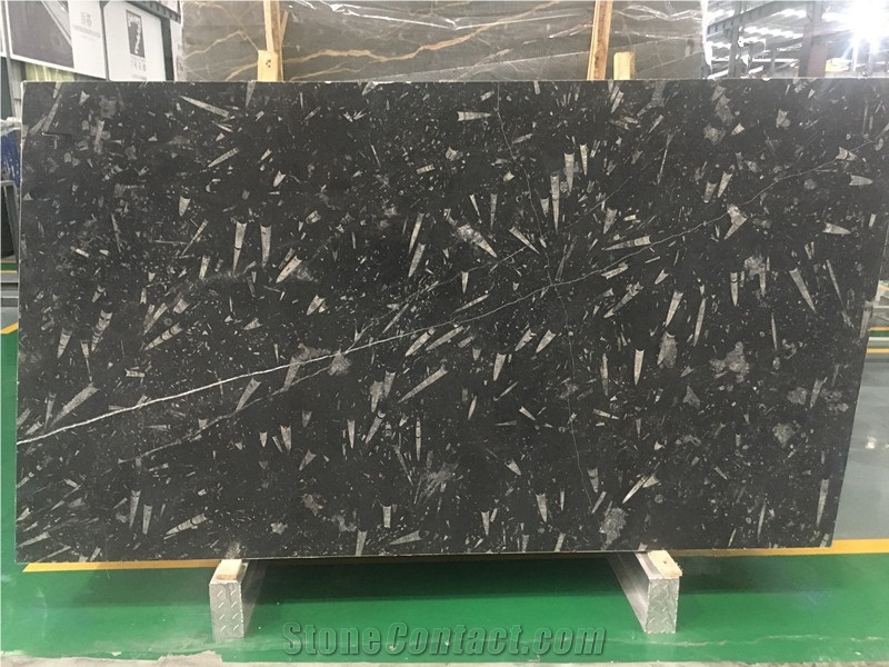 Brown and Black Morocco Fossil Pietra di Erfoud Slab & Tile