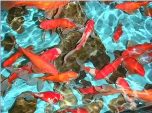Solar Swimming Pool Tile