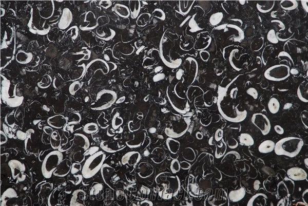 Black Sea Shell Marble Slabs Floor Covering/Hotel Lobby Walling Stones