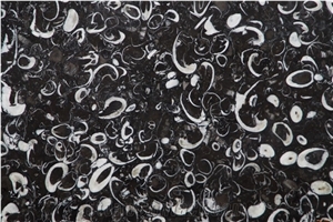 Black Sea Shell Marble Slabs Floor Covering/Hotel Lobby Walling Stones Black Sea Shell Marble Slabs Floor Covering/Hotel Lobby Walling Stones