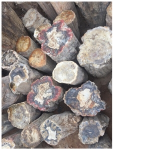 Petrified Wood Stone Blocks